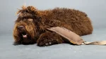 Barbet Dog photo