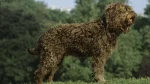 Barbet Dog photo