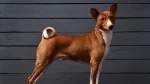 Basenji Dog photo