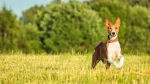 Basenji Dog photo