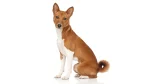 Basenji Dog photo