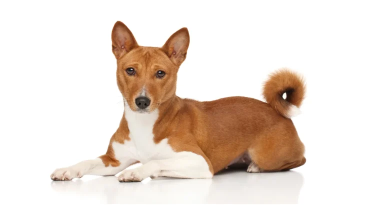 Basenji Dog photo