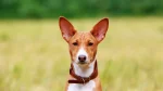 Basenji Dog photo