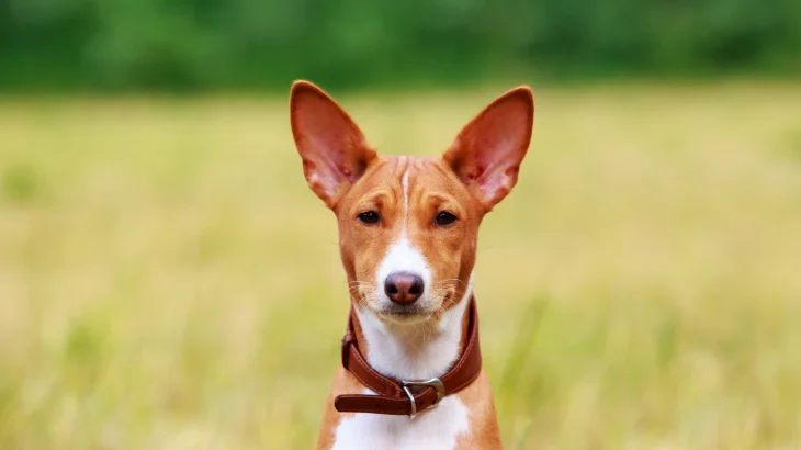 Basenji Dog photo