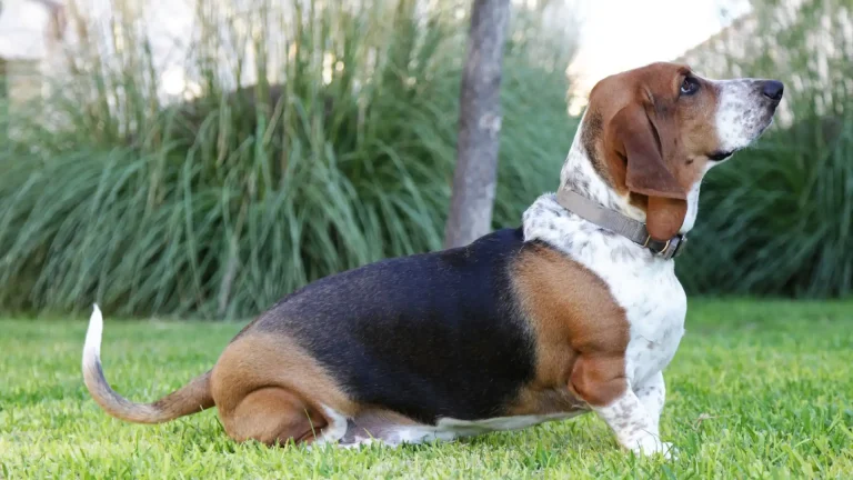 Basset Artesien Normand Dog photo