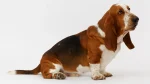 Basset Artesien Normand Dog photo