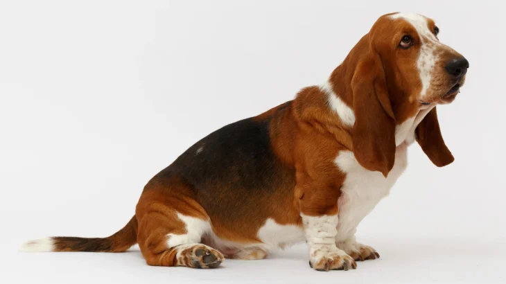 Basset Artesien Normand Dog photo