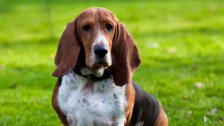 Basset Artesien Normand Dog photo