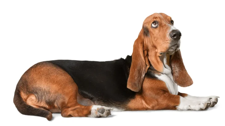 Basset Artesien Normand Dog photo