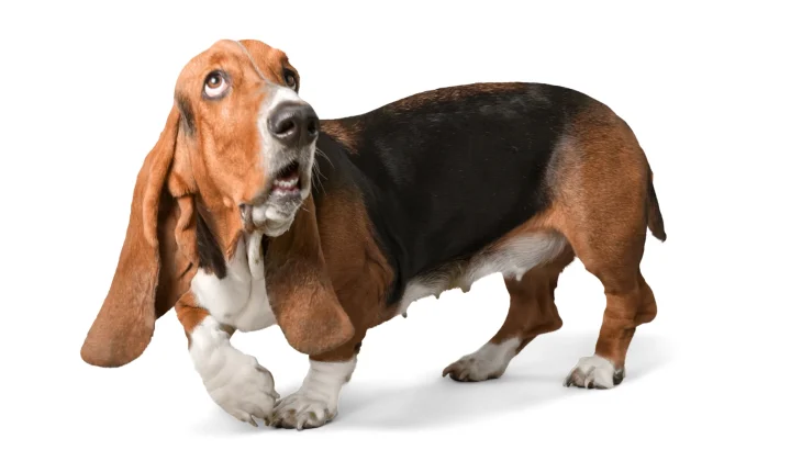 Basset Artesien Normand Dog photo