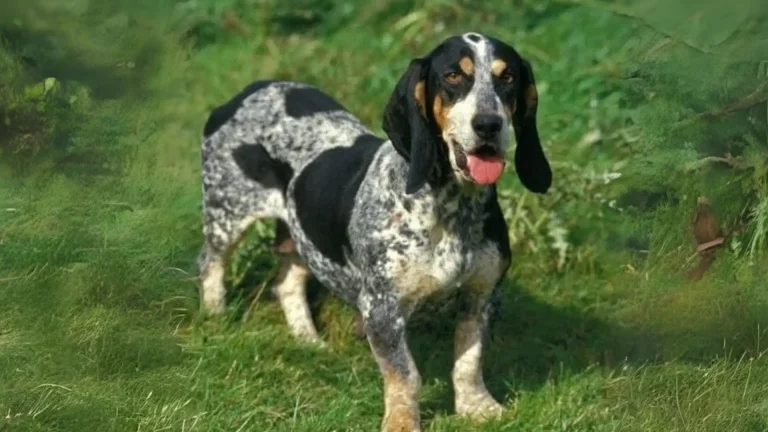 Basset Bleu de Gascogne Dog photo