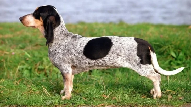 Basset Bleu de Gascogne Dog photo