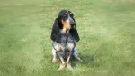 Basset Bleu de Gascogne Dog photo