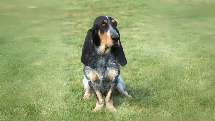 Basset Bleu de Gascogne Dog photo