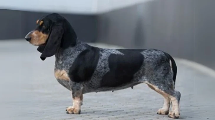 Basset Bleu de Gascogne Dog photo