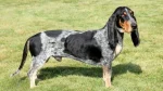 Basset Bleu de Gascogne Dog photo
