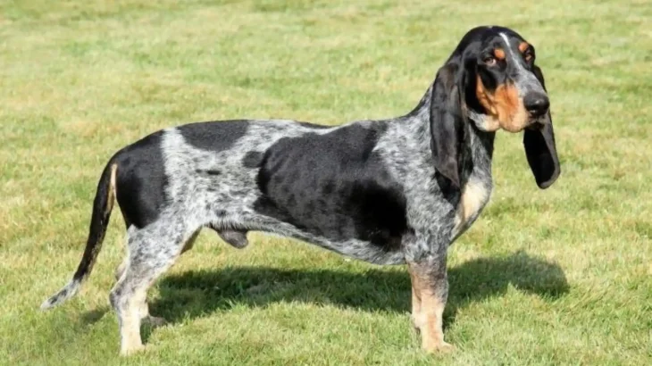 Basset Bleu de Gascogne Dog photo