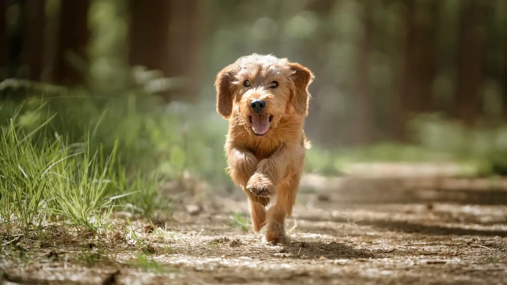 Basset Fauve de Bretagne Dog photo