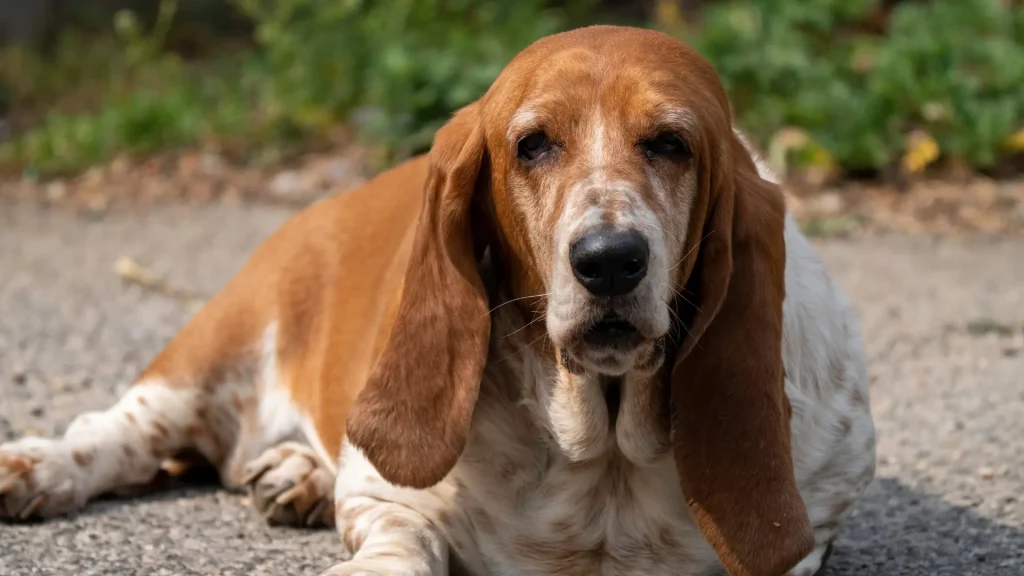 Basset Hound Dog photo