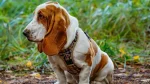 Basset Hound Dog photo