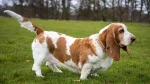 Basset Hound Dog photo
