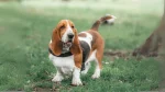 Basset Hound Dog photo