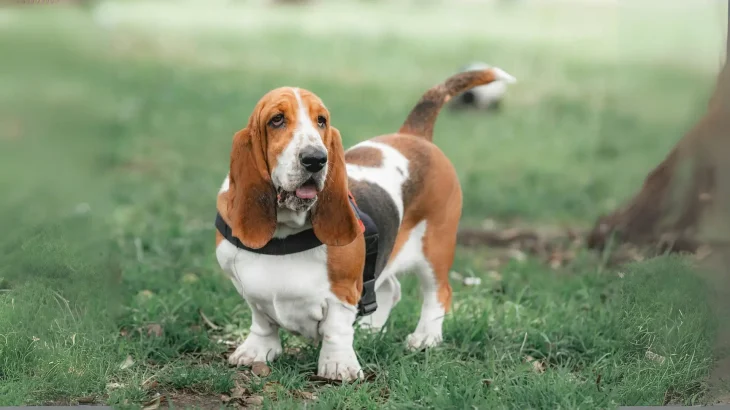 Basset Hound Dog photo