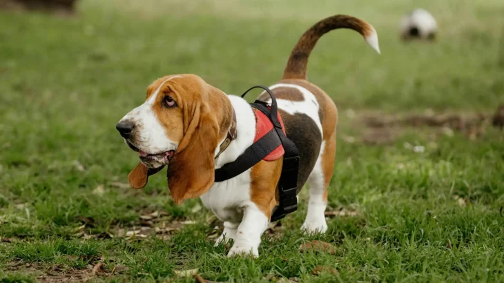 Basset Hound Dog photo