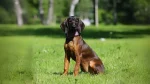 Bavarian Mountain Scent Hound Dog photo