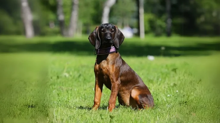 Bavarian Mountain Scent Hound Dog photo