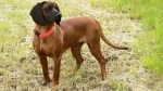 Bavarian Mountain Scent Hound Dog photo