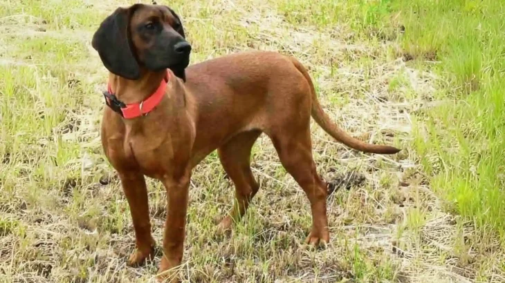 Bavarian Mountain Scent Hound Dog photo