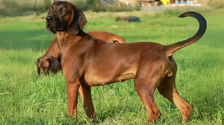 Bavarian Mountain Scent Hound Dog photo