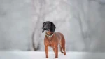 Bavarian Mountain Scent Hound Dog photo