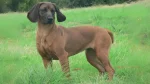 Bavarian Mountain Scent Hound Dog photo