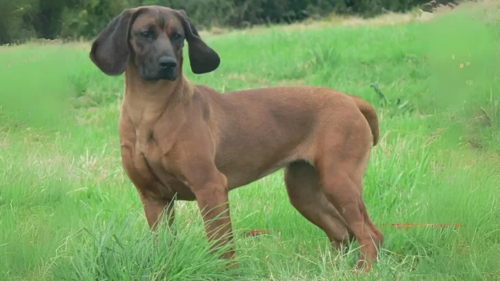 Bavarian Mountain Scent Hound Dog photo