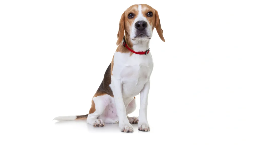 Beagle Harrier Dog photo
