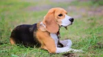 Beagle Harrier Dog photo