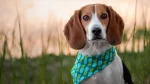Beagle Harrier Dog photo