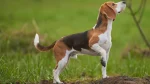 Beagle Harrier Dog photo