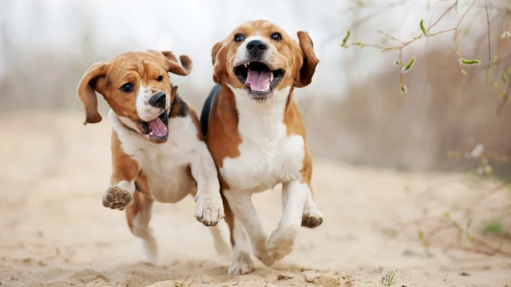 Beagle Dog photo