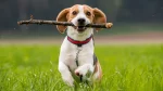 Beagle Dog photo
