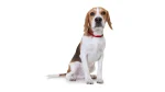 Beagle Dog photo