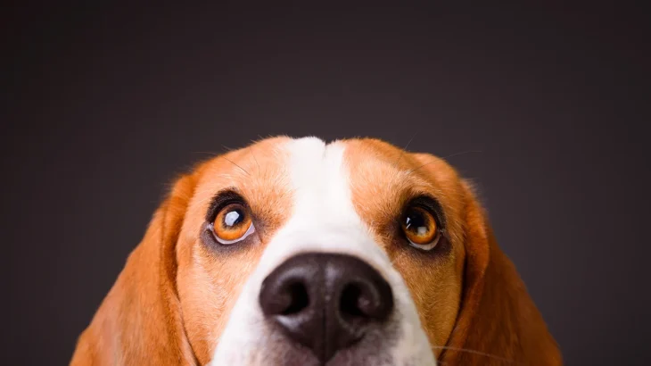 Beagle Dog photo
