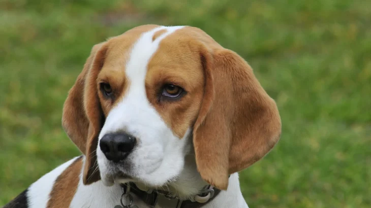 Beagle Dog photo