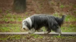 Bearded Collie Dog photo