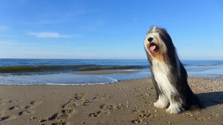 Bearded Collie Dog photo