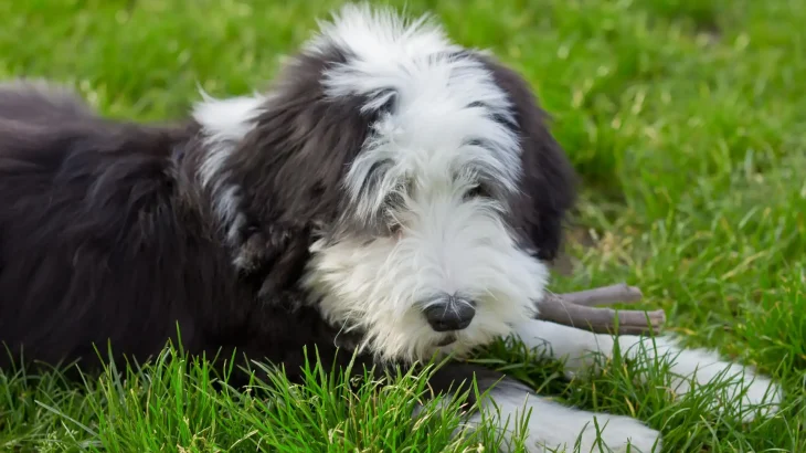 Bearded Collie Dog photo