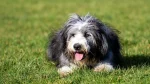 Bearded Collie Dog photo