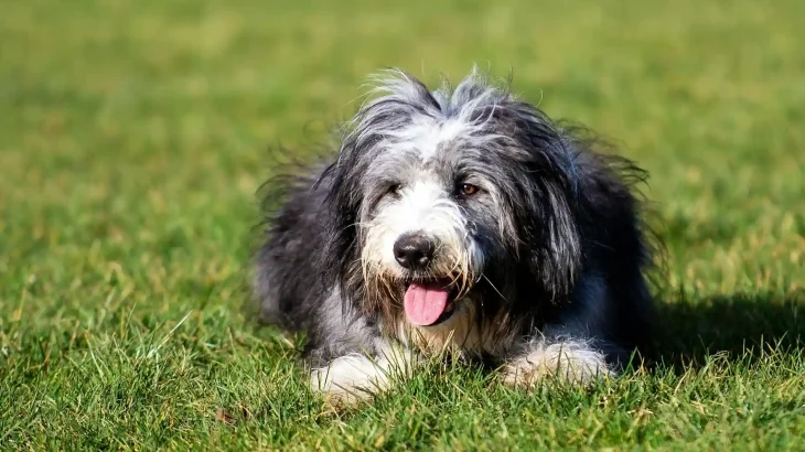 Bearded Collie Dog photo